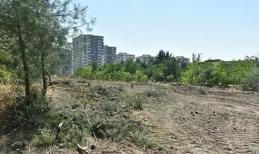 HDP’li belediyeden ağaç katliamı! Yaşar Kemal Kent Ormanı’nda yapılan çevre düzenlemesinde ağaç katliamı yaşandı!