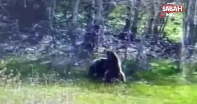 Tunceli’de güreş tutan ayıların ilginç kavgası kamerada | Video