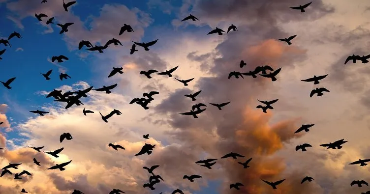 Rüyada Kuş Sürüsü Görmek Ne Anlama Gelir? Rüyada Kuş Sürüsü Görmenin Anlamı