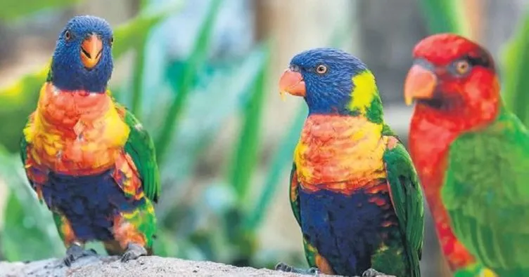 Ekvator’a yakın kuşlar daha renkli