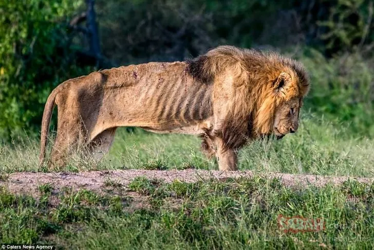 Sürüden ayrılan aslanın yürek yakan görüntüleri