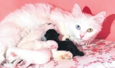 Bu da siyah Van kedisi