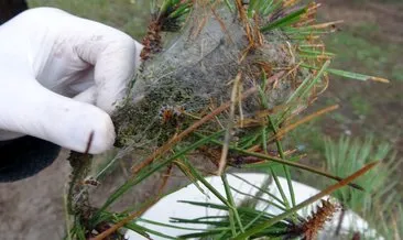 İstanbul ormanlarında çam kese böceği alarmı... Hem insan hem hayvan sağlığını tehdit ediyor