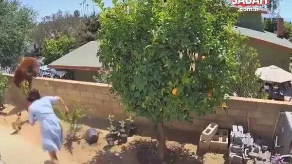 ABD'de bir kadın, yavrularını korumaya çalışan ayıyı bahçe duvarından itti | Video
