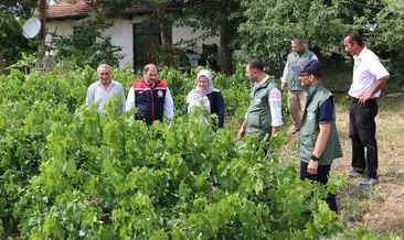 Üzümlü’de dolu zarar verdi