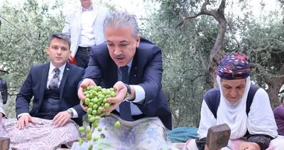 Mardin Valisi Tuncay Akkoyun, Derik’te zeytin hasadına katıldı #mardin