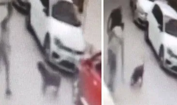 İzmir'de sokak köpeğine kemerle vuran şüpheli gözaltında #izmir