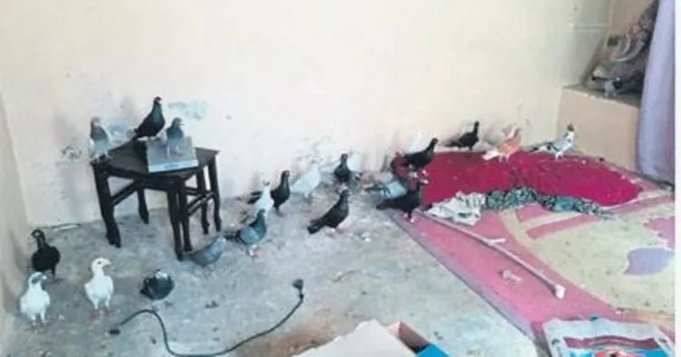 Güvercin hırsızları tutuklandı