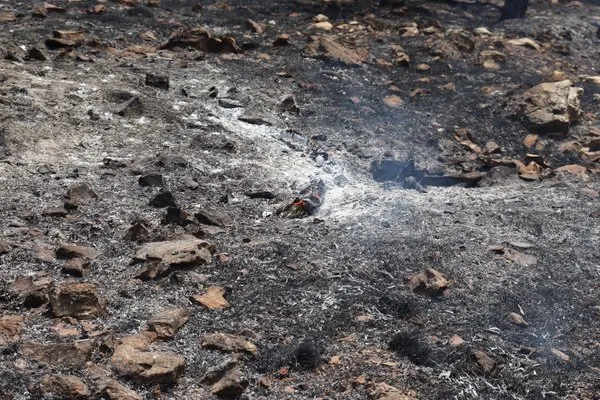 Amasya orman yangını