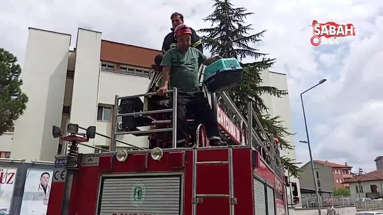 Kargadan kaçan yavru kedi ağaçta mahsur kaldı | Video