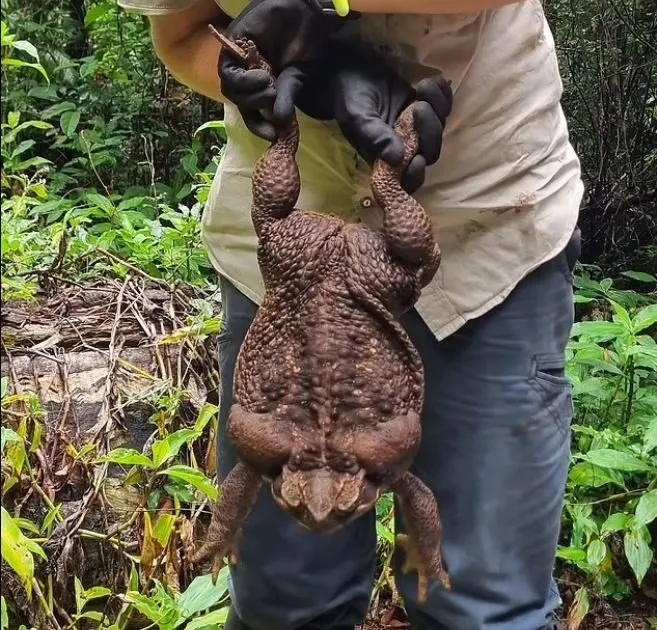 Zehir saçıyor, önüne çıkan her şeyi yiyor! Adını bir canavardan alıyor...
