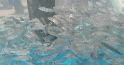 İzmit Körfezi’ne 6 bin balık daha bırakıldı #kocaeli