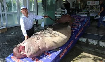 Palamut akını 1.2 tonluk köpekbalığı getirdi