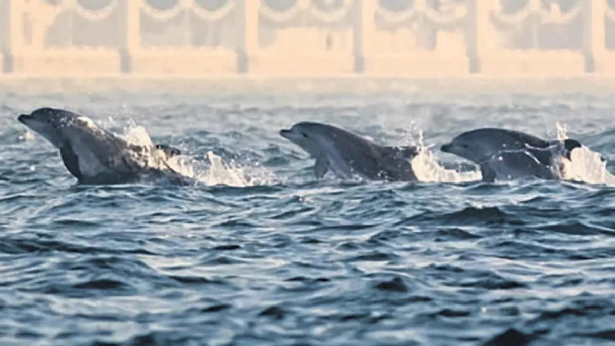 Boğaz'da yunus şov