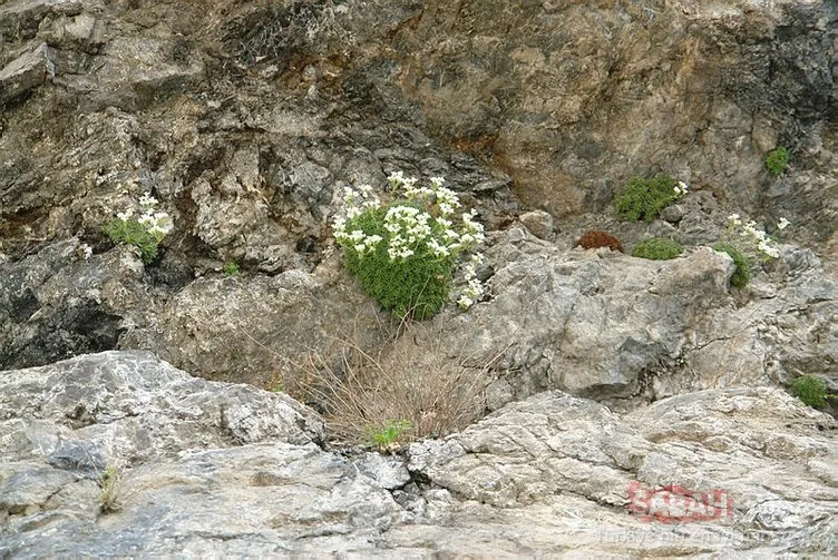Cilo Dağları’nda yeni bir bitki türü keşfedildi