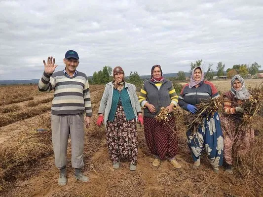 Edirne’de 120 yıldır ekilen fıstığın hasadına başlandı