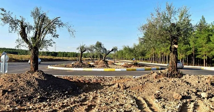 Antalya Kepez Belediyesi zeytin ağaçlarını korumaya aldı