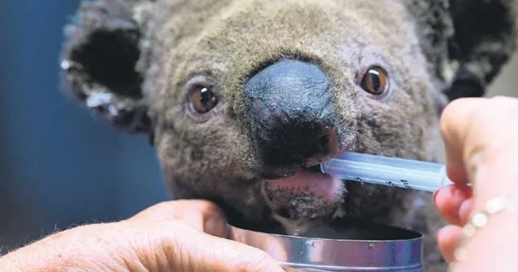 Avustralya, koalayı koruma listesine aldı