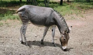 sıcak aşk video