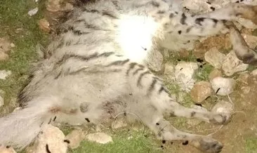 Nesli tükenmekte olan çizgili sırtlan köpeklerin saldırısında öldü #gaziantep