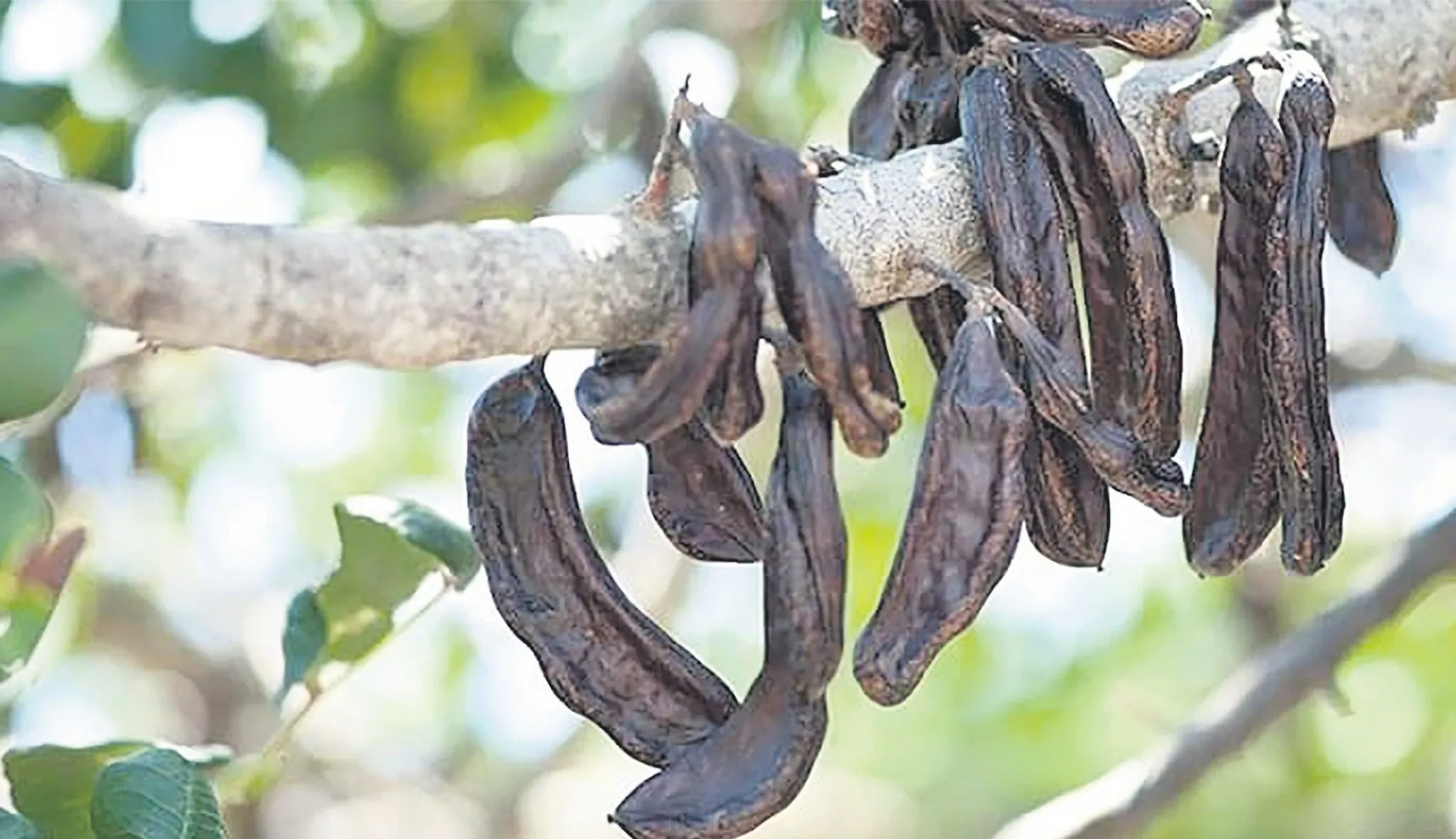 Keçiboynuzunu neden tüketmeliyiz? – İDİL AÇIKALIN