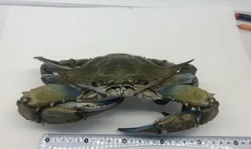 Mavi yengeç Karadeniz’de üremeye başladı