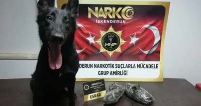 Esrarı narkotik köpeği buldu