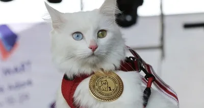 Van kedilerinin en güzeli Mia