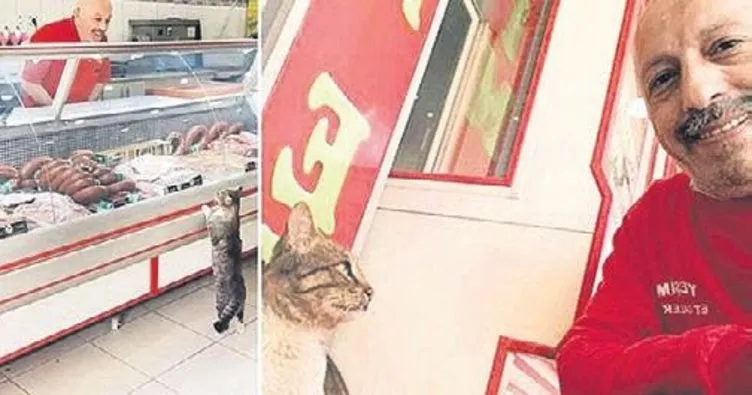 ÎÏοÏÎλεÏμα εικÏÎ½Î±Ï Î³Î¹Î± yesim kedi