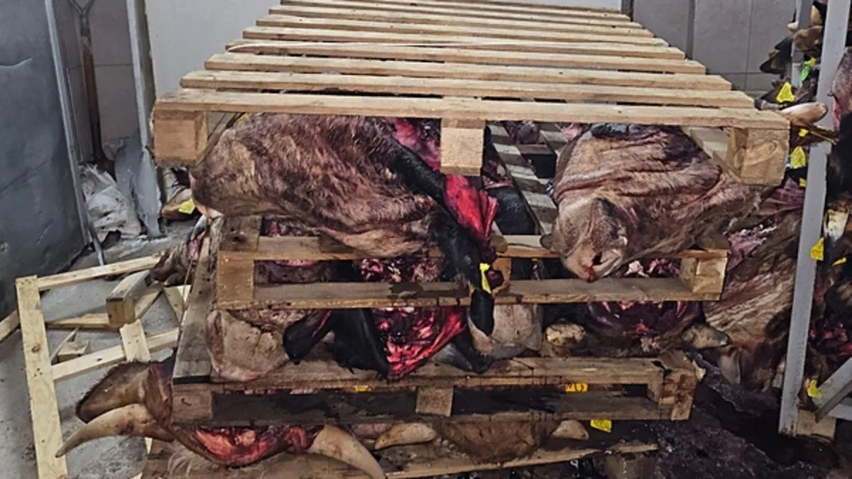 Kötü koku ihbarı ekipleri harekete geçirdi: Büyükbaş hayvan kafaları istiflenmiş halde bulundu!