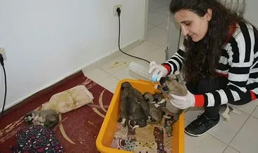 Annesiz kalan 10 yavru köpeğe bakıyor