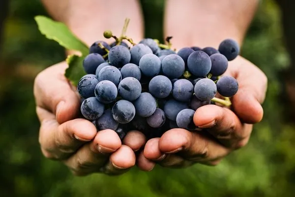 dondurup-tukettiginizde-haftada-3-kilo-verdiriyor-yaglari-parcaliyor-metabolizmayi-atesliyor-1694497964936.jpg