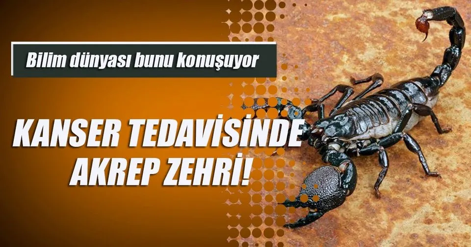 Kanser Tedavisinde Akrep Zehri Saglik Haberleri