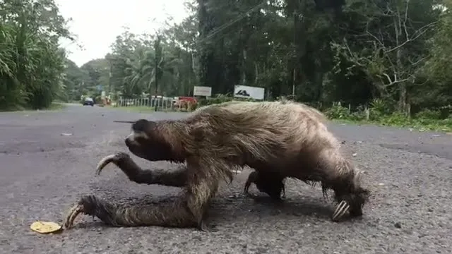 Dünyanın en tembel hayvanı böyle görüntülendi