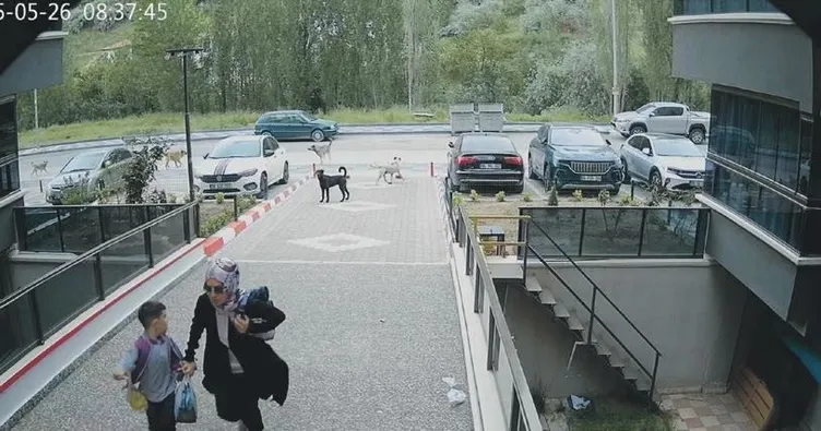 Okul yolunda köpek dehşeti