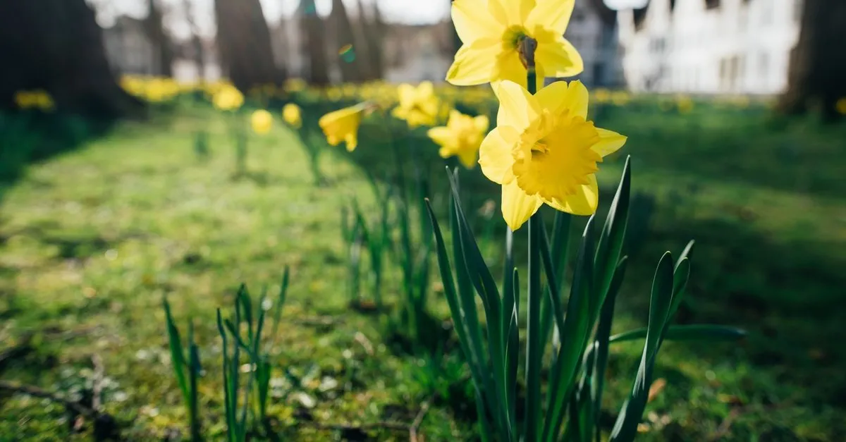 ruyada nergis cicegi gormek ne anlama gelir ruyada nergis cicegi toplamak nergis cicegi bahcesi gormek ruya tabirleri haberleri