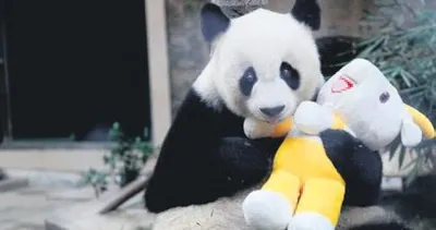 En yaşlı erkek panda öldü