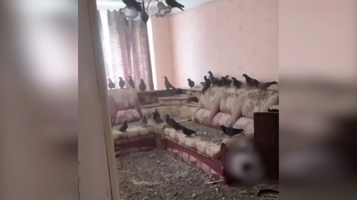 Açık bırakılan pencereden girerek evi istila eden güvercinler kamerada | Video videosunu izle Açık bırakılan pencereden girerek evi istila eden güvercinler kamerada | Video videosunu izle