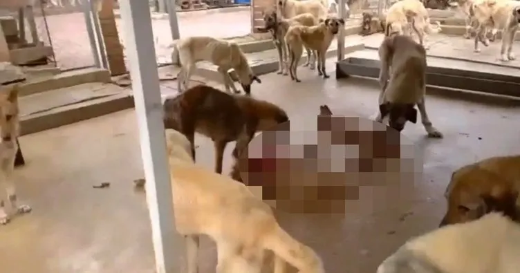 ’Köpekler açlıktan birbirini yedi’ iddiasına Kozan Belediyesi’nden açıklama