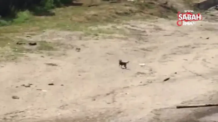 Kayıp öğretmenin köpeği sahilde sahibini bekliyor