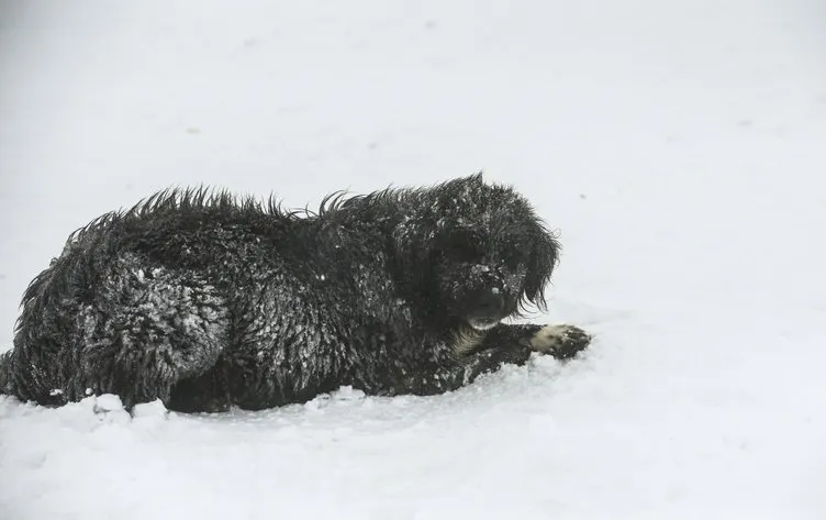 Kar altında mahsur kalan köpekleri AKUT kurtardı