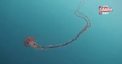İstanbul’da 4 metrelik zehirli denizanası böyle görüntülendi | Video