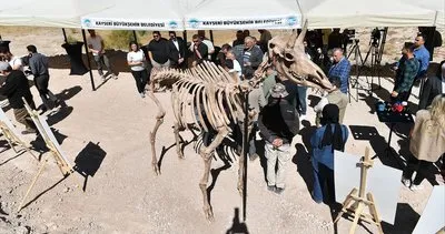 7,7 milyon yıllık kılıç dişli kaplan fosili bulundu #kayseri