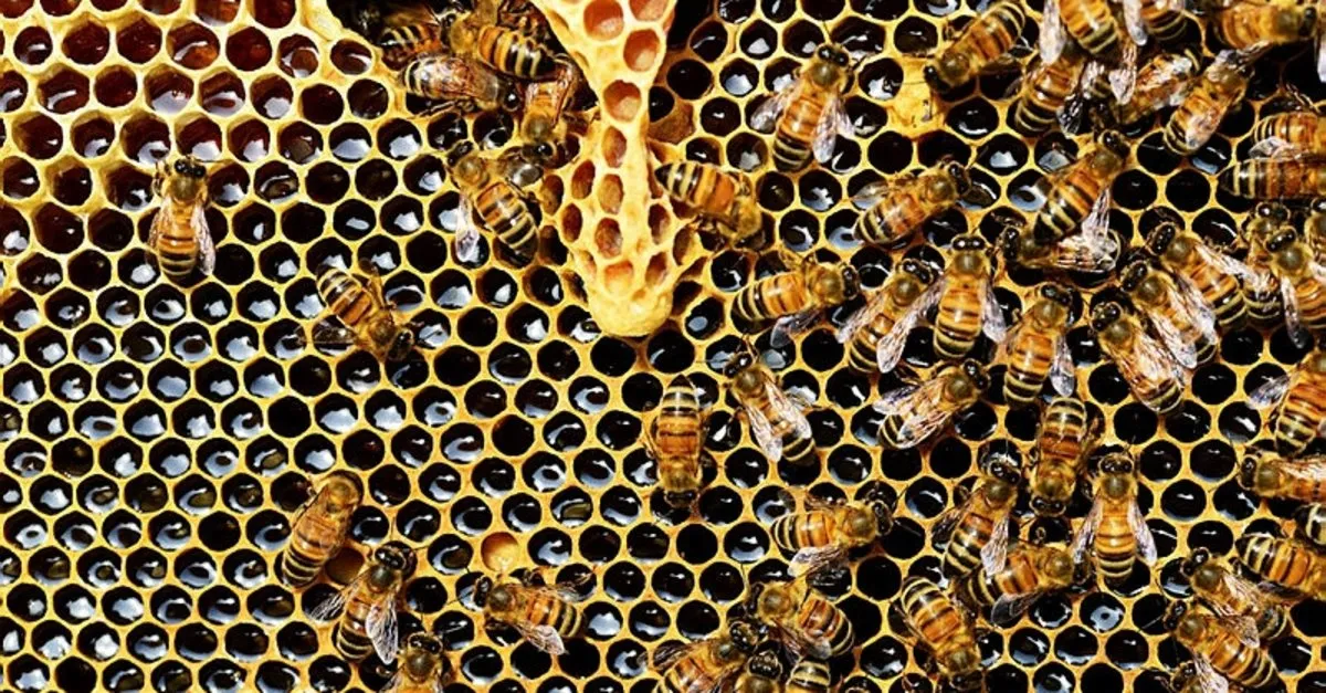 propolis nedir propolisin faydalari