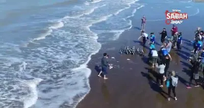 Arjantin’de iyileştirilen 14 penguen okyanusa bırakıldı | Video