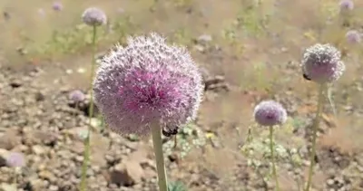 Tunceli’de dağ sarımsağı sökümüne 2 milyon 97 bin TL ceza #tunceli