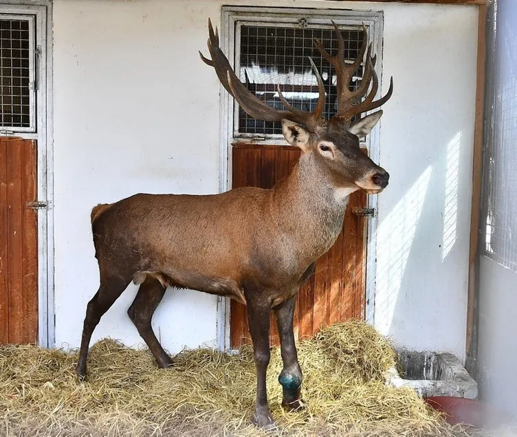 SON DAKİKA... İzmir’deki yaralı geyikten haber var! Sağlık durumu açıklandı: Yaklaşık 1.5 yıldır…