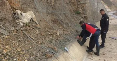 Elazığ’da itfaiye ekipleri mahsur kalan köpeği kurtardı