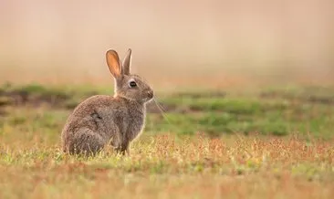 Rüyada tavşan görmek ne anlama gelir?