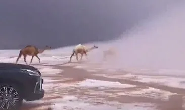 Suudi Arabistan’da çöl beyaza büründü! Karla kaplı çölde develerin videosu izlenme rekoru kırdı!